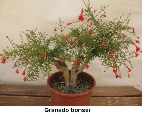 Granado bonsái.jpg